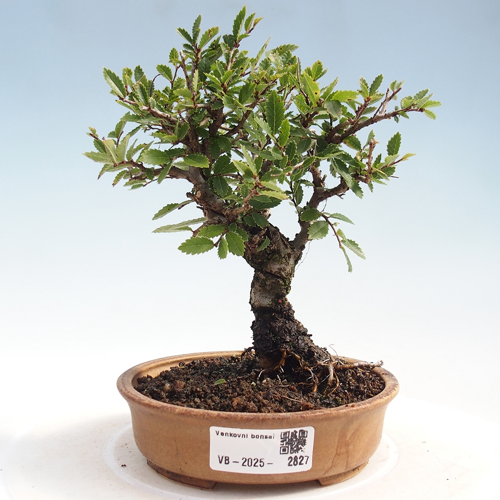 Outdoor bonsai - Zelkova - Zelkova NIRE