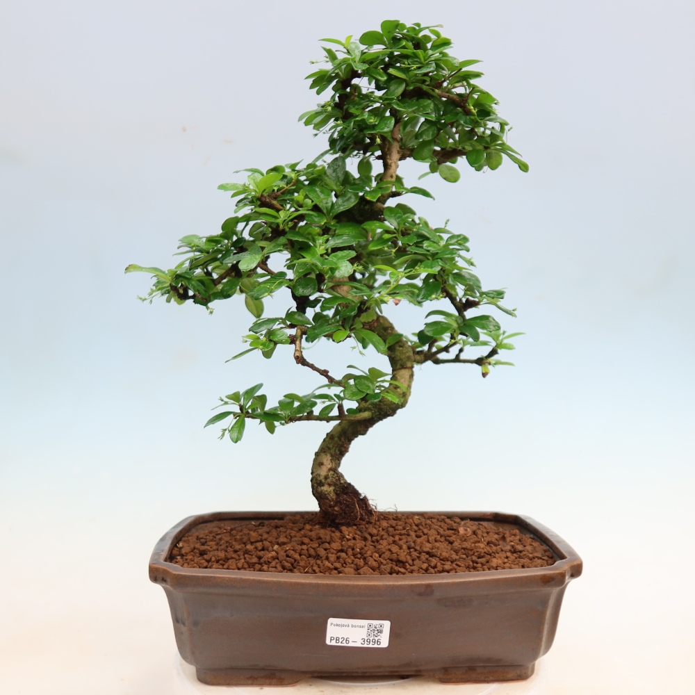 Bonsai pokojowe - Carmona macrophylla - Tea fuki