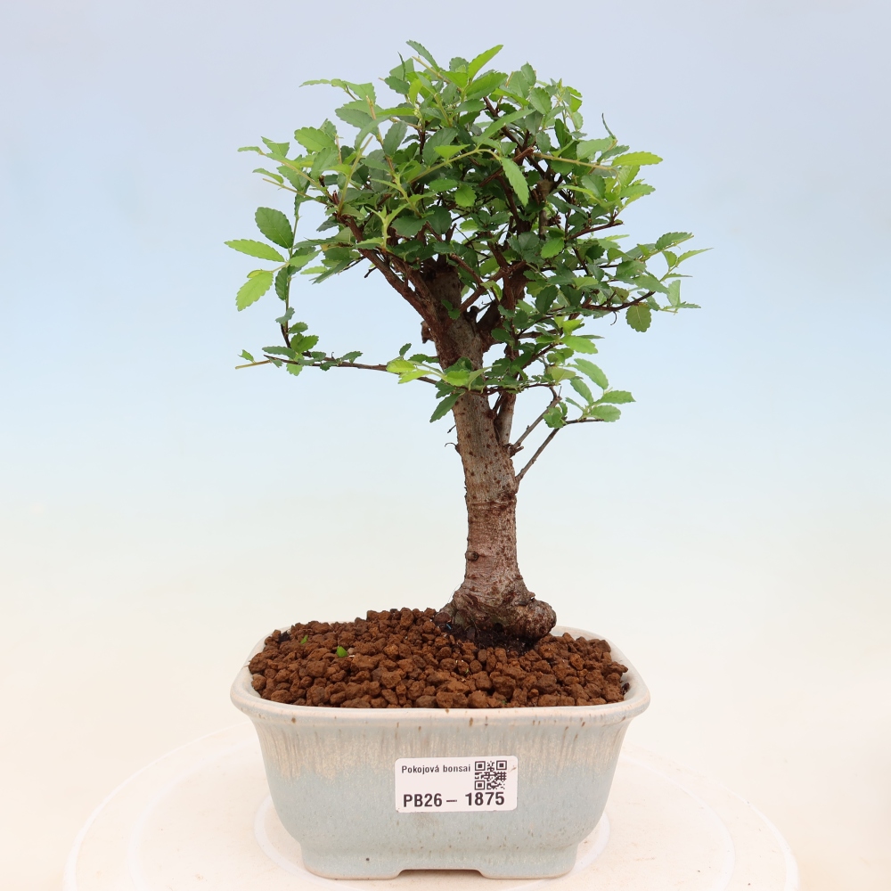 Pokój bonsai - Ulmus parvifolia - Wiąz drobnolistny