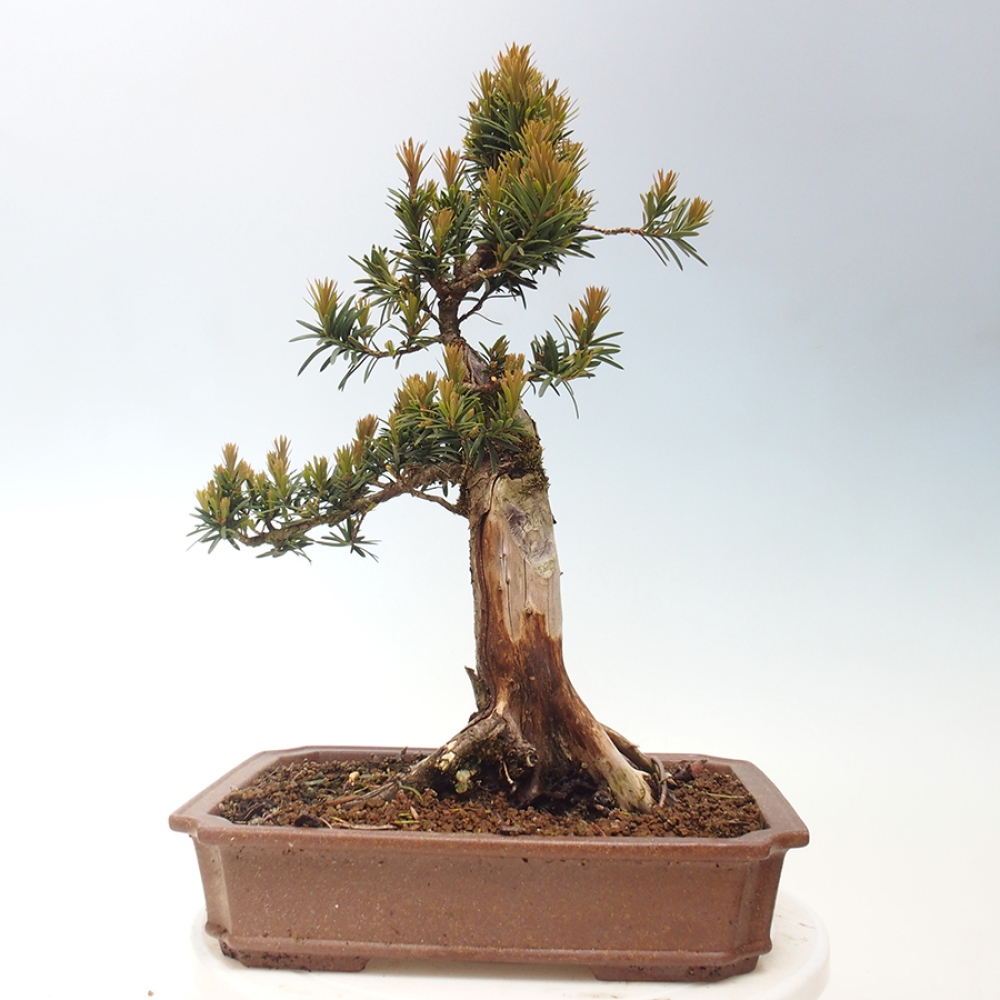 Bonsai na zewnątrz - Taxus cuspidata - cis japoński