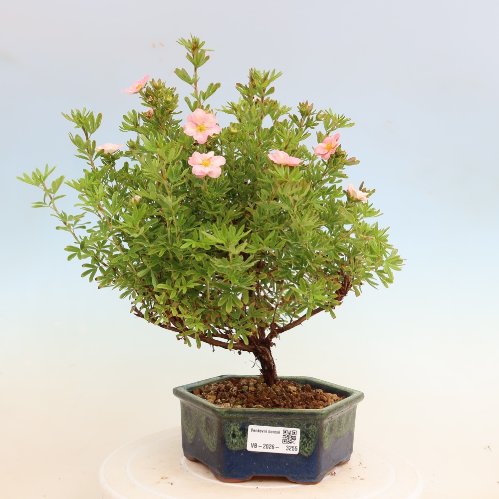 Bonsai ogrodowe – Potentilla fruticosa „Bellissima”