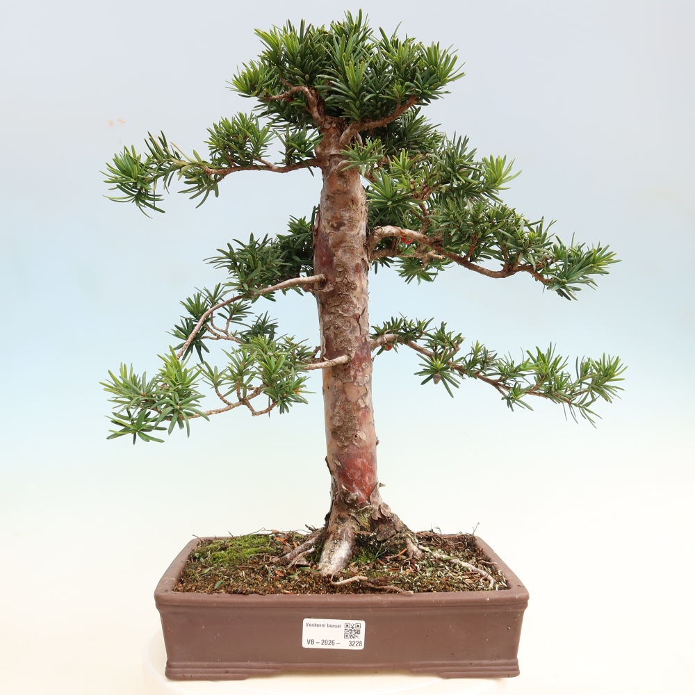Bonsai ogrodowe – Taxus cuspidata  – cis japoński