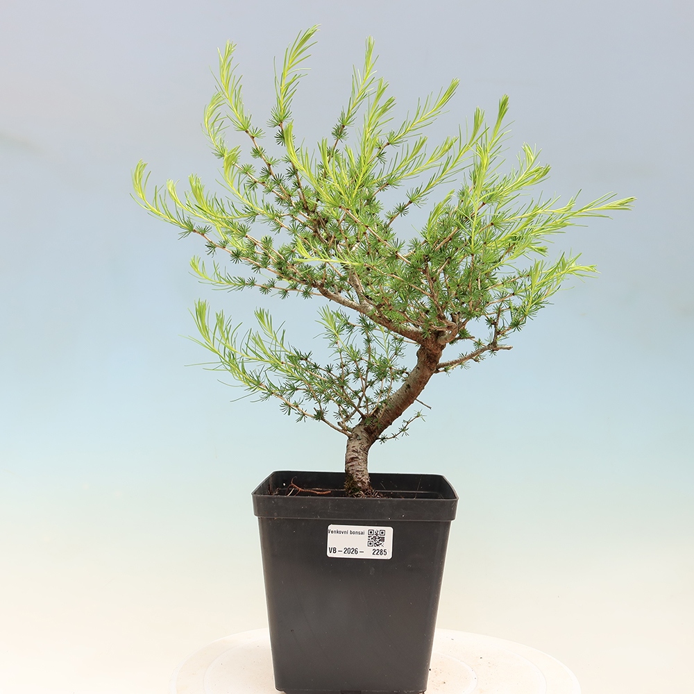 Bonsai zewnętrzne - Larix decidua - Modrzew