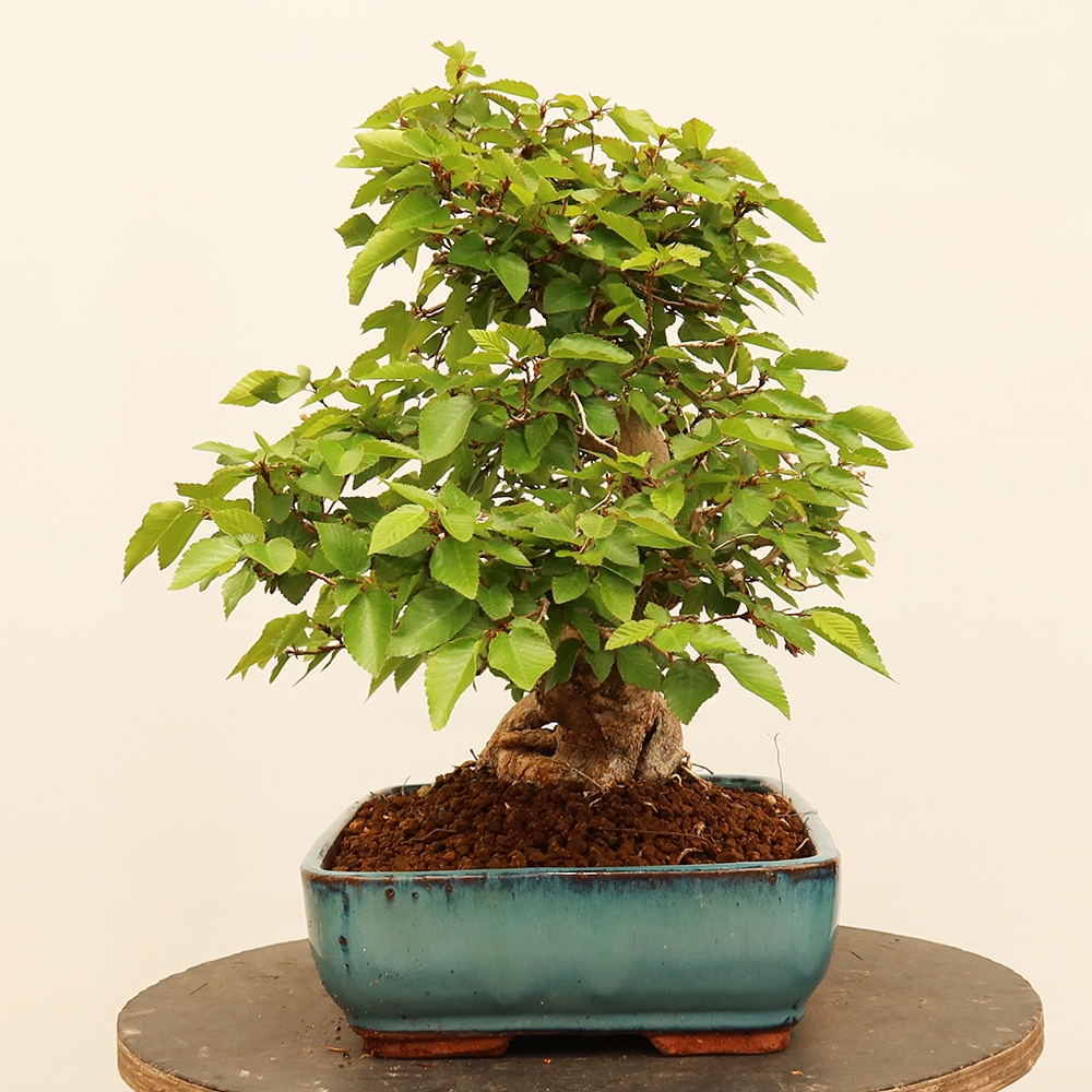Bonsai plenerowe - Carpinus Coreana - grab koreański