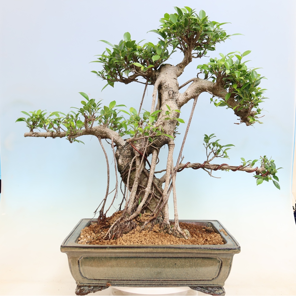 Pokój bonsai - Ficus kimmen - figowiec drobnolistny