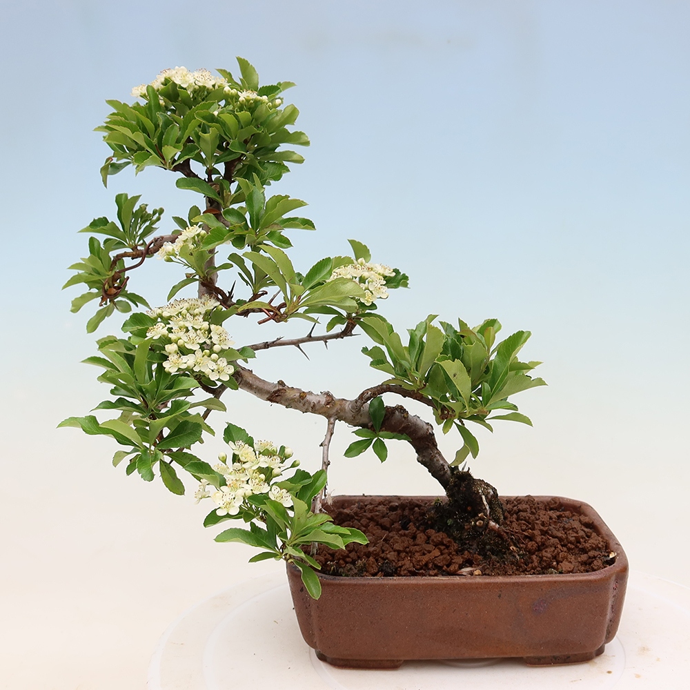 Bonsai ogrodowe – Pyracantha teton – ognik szkarłatny