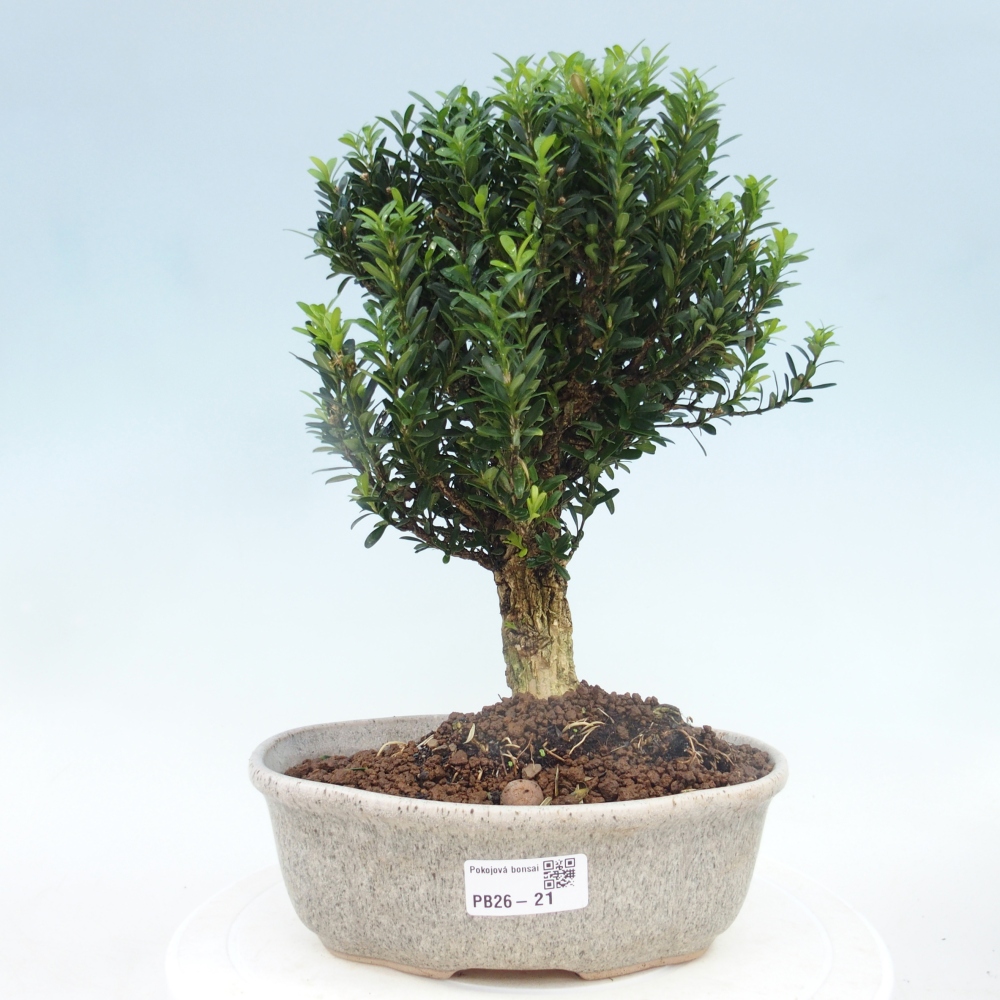 Pokój bonsai - Buxus harlandii - buxus korkowy