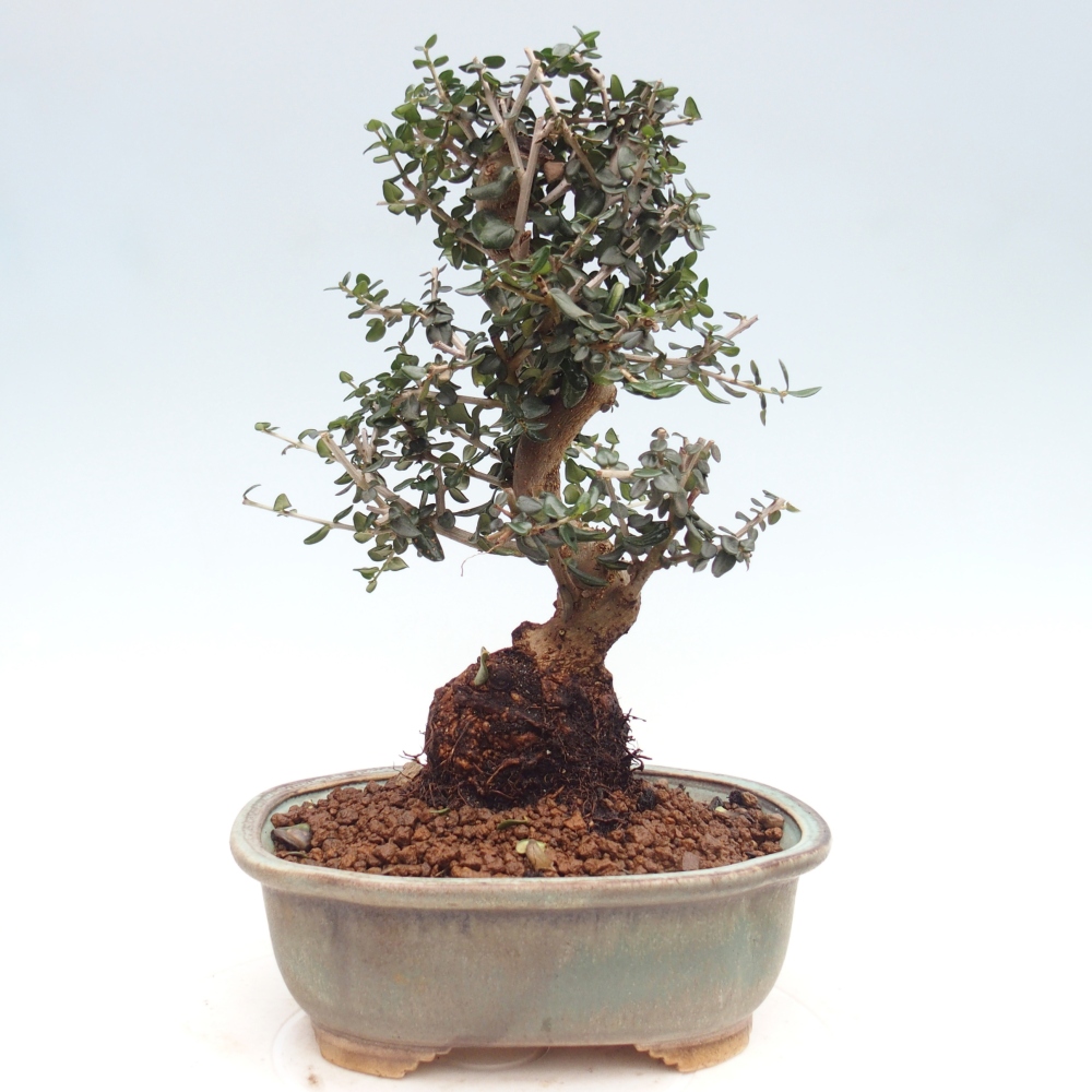 Bonsai do wnętrz - Olea europaea sylvestris