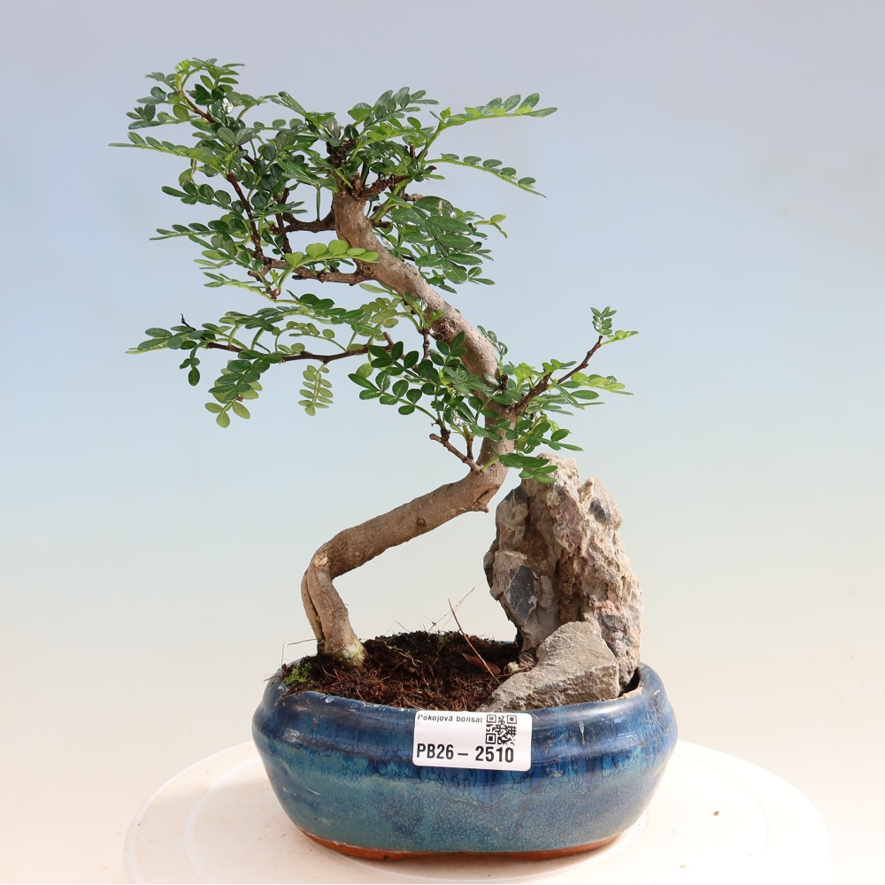 Pokój bonsai - Zantoxylum piperitum - drzewo pieprzowe