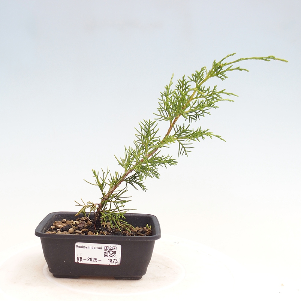 Outdoor bonsai - Juniperus chinensis Itoigawa - Jałowiec chiński