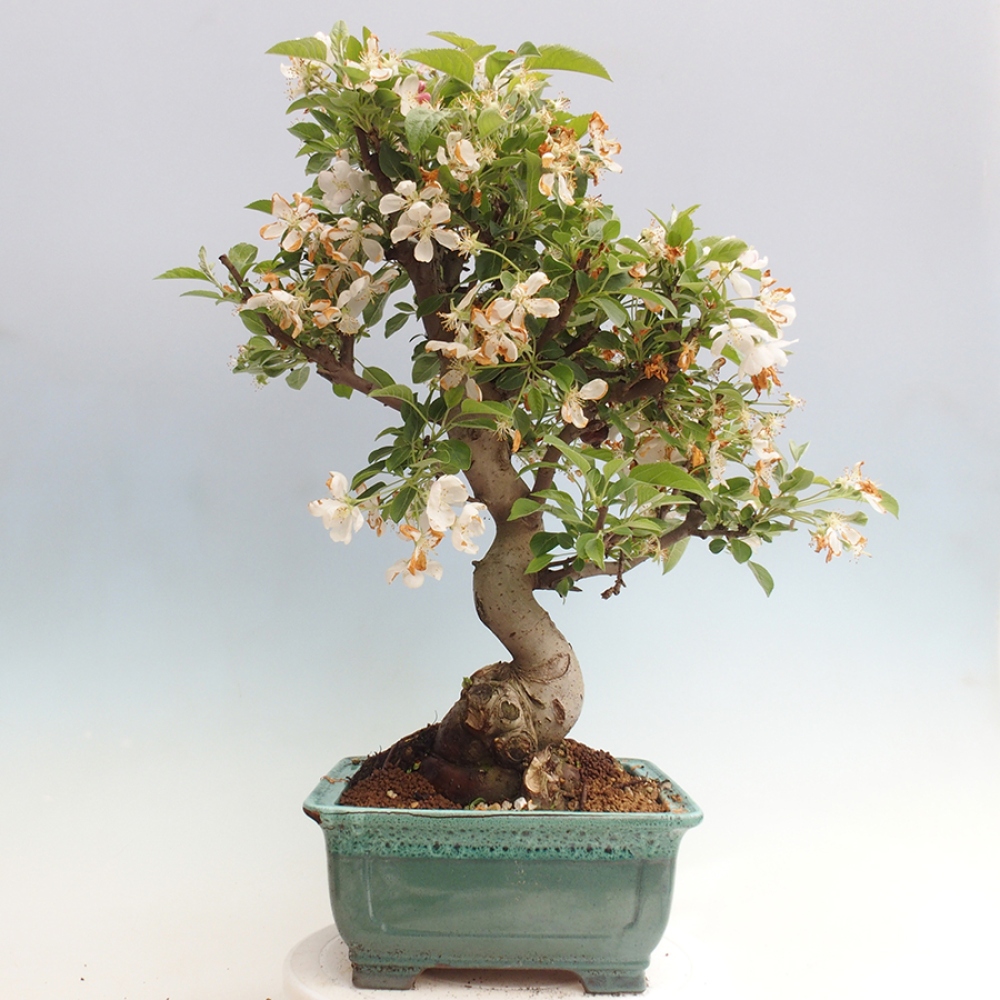 Bonsai plenerowe - Malus Halliana - Jabłoń drobnoowocowa