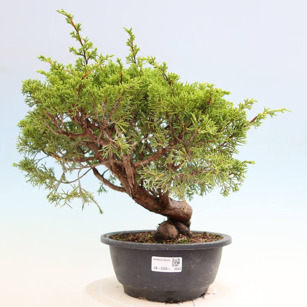 Bonsai ogrodowe – Juniperus chinensis Itoigawa – jałowiec chiński