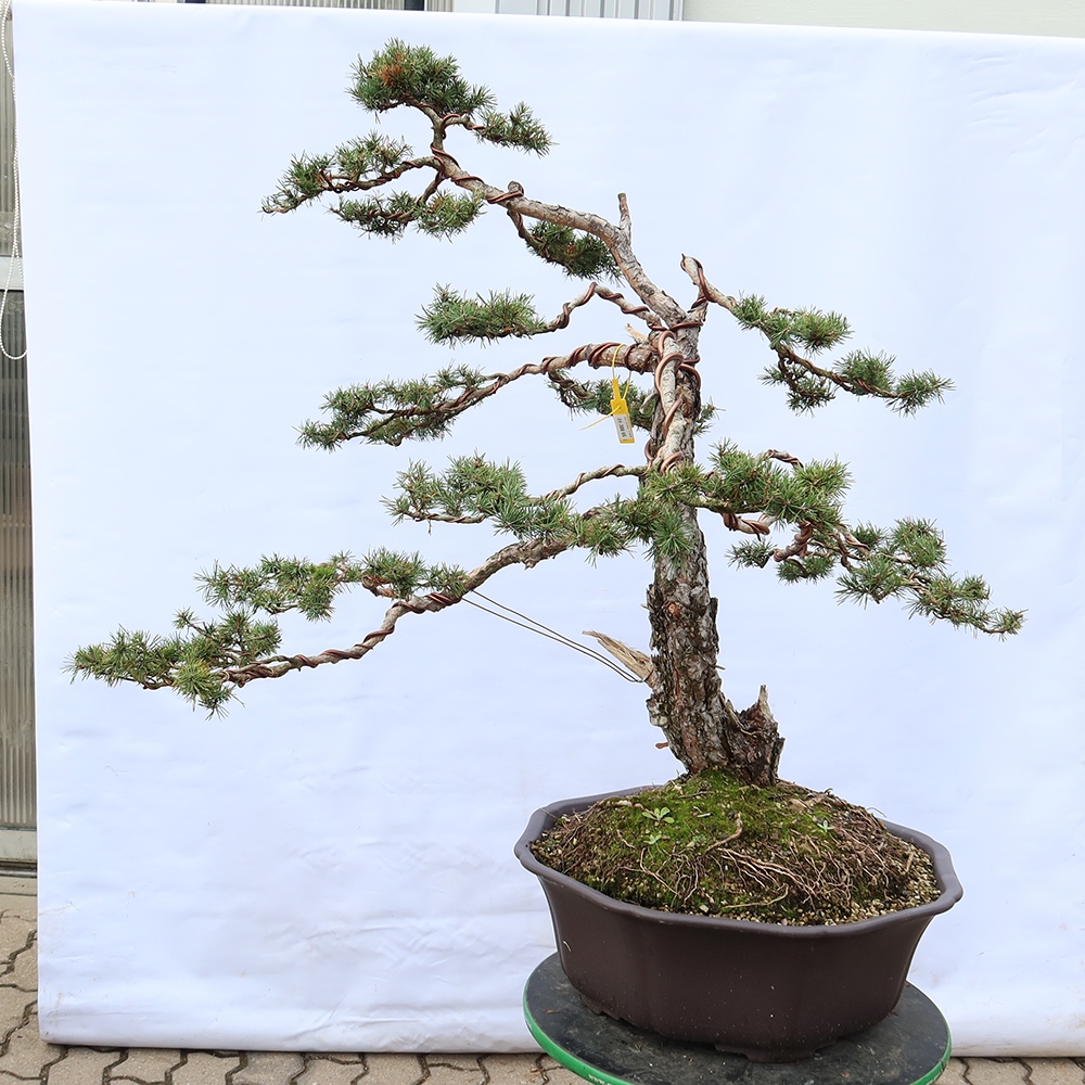 Pinus sylvestris Hiszpania – sosna zwyczajna