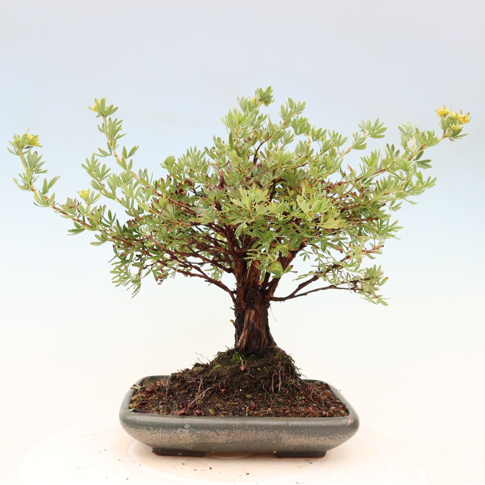 Bonsai zewnętrzne - Potentila fruticosa