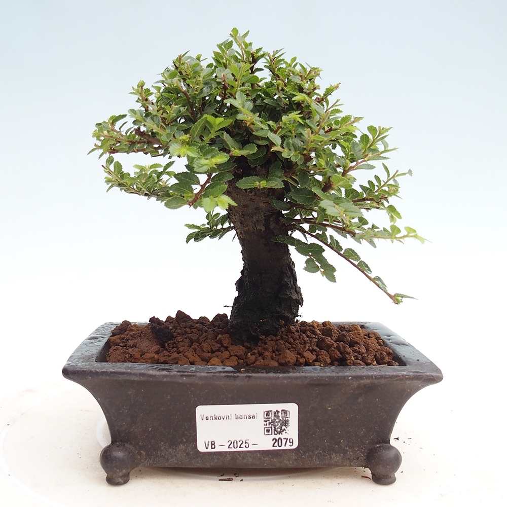 Bonsai zewnętrzne - Ulmus parvifolia Hokkaido - wiąz chiński