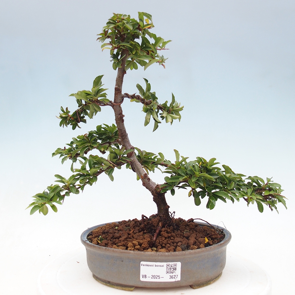 Outdoor bonsai-Pyracantha Teton -Hlox