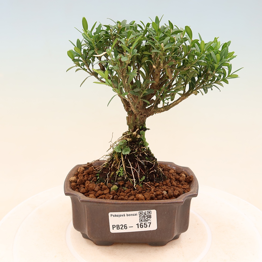 Pokój bonsai - Buxus harlandii - buxus korkowy