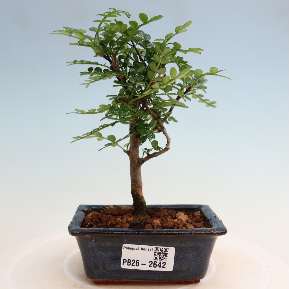Pokój bonsai - Zantoxylum piperitum - drzewo pieprzowe