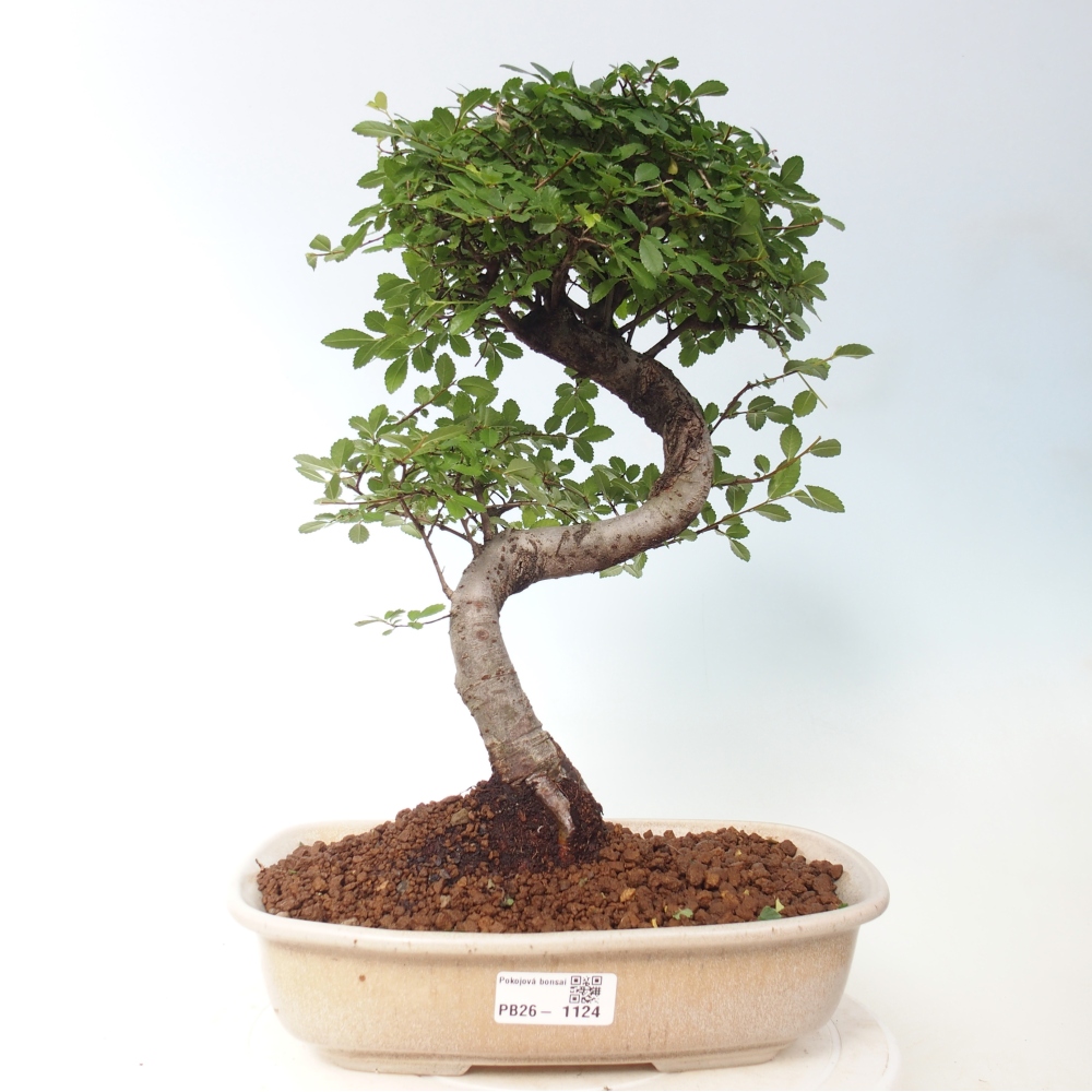 Pokój bonsai - Ulmus parvifolia - Wiąz drobnolistny