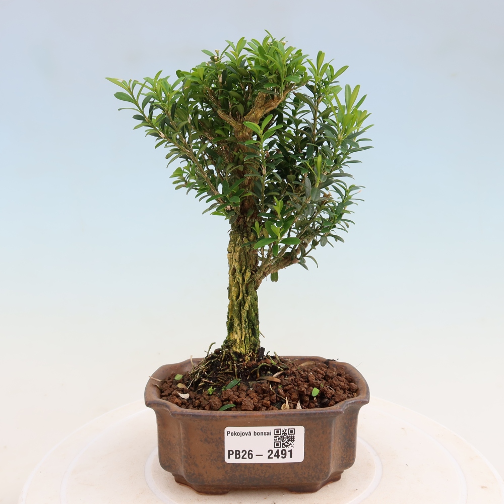 Pokój bonsai - Buxus harlandii - buxus korkowy