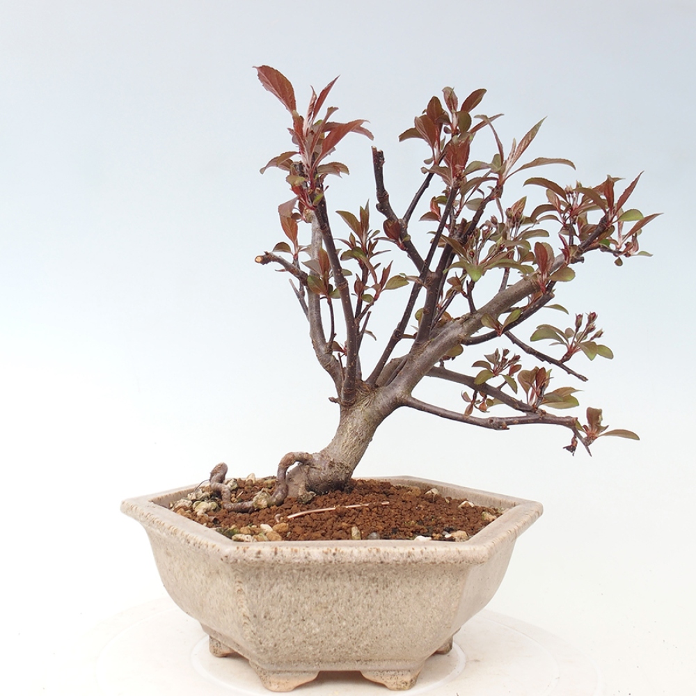 Outdoor bonsai - Malus domestica - Jabłoń czerwonolistna o małych owocach