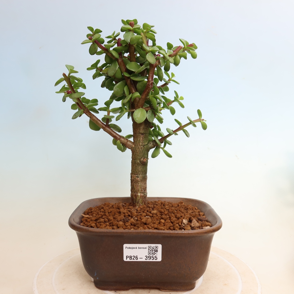 Pokój bonsai - Portulakaria Afra - Tlustice