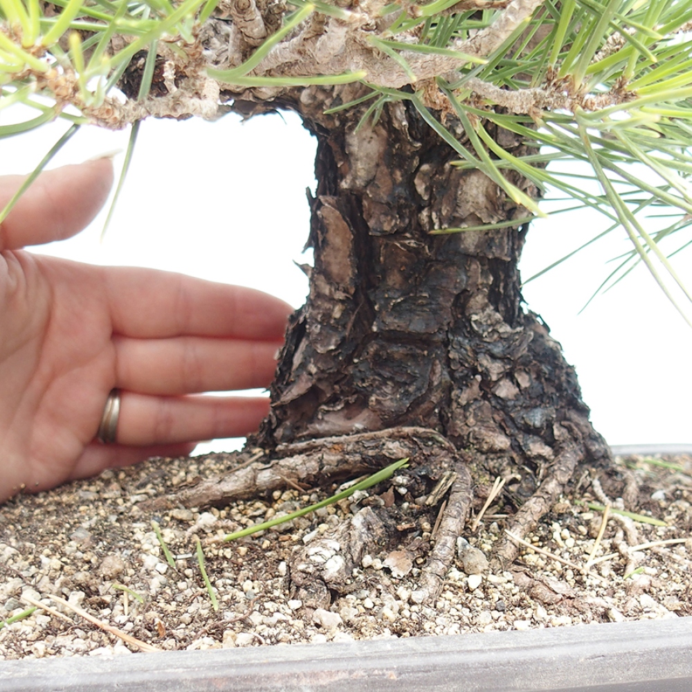 Outdoor bonsai - Pinus thunbergii - sosna Thunberga
