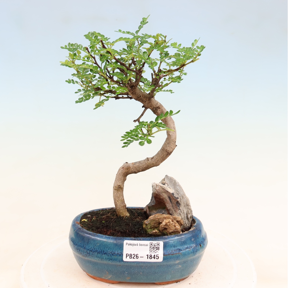 Pokój bonsai - Zantoxylum piperitum - drzewo pieprzowe