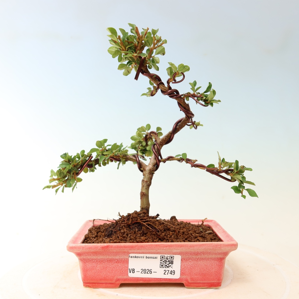 Outdoor bonsai - irga pozioma - Rocky Mountain