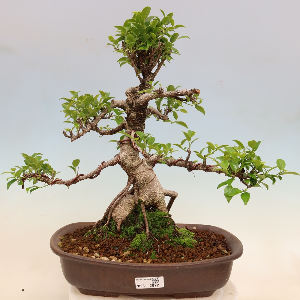 Pokój bonsai - Ficus kimmen - figowiec drobnolistny