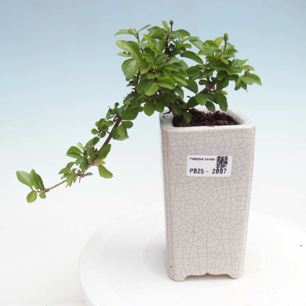 Kryty bonsai - Grewia occidentalis - Lawendowa gwiazda