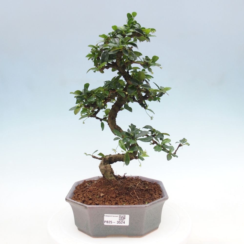 Bonsai pokojowe - Carmona macrophylla - Tea fuki