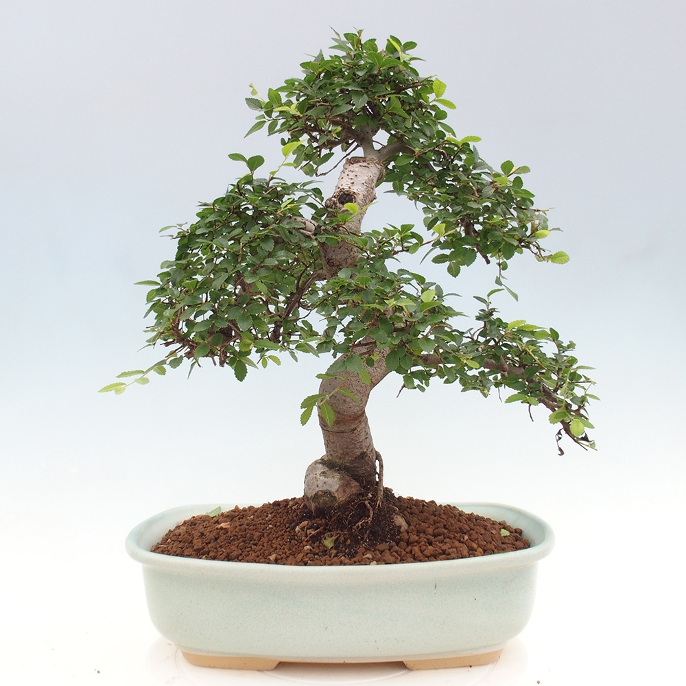 Bonsai wewnętrzne - Ulmus parvifolia - Wiąz drobnolistny