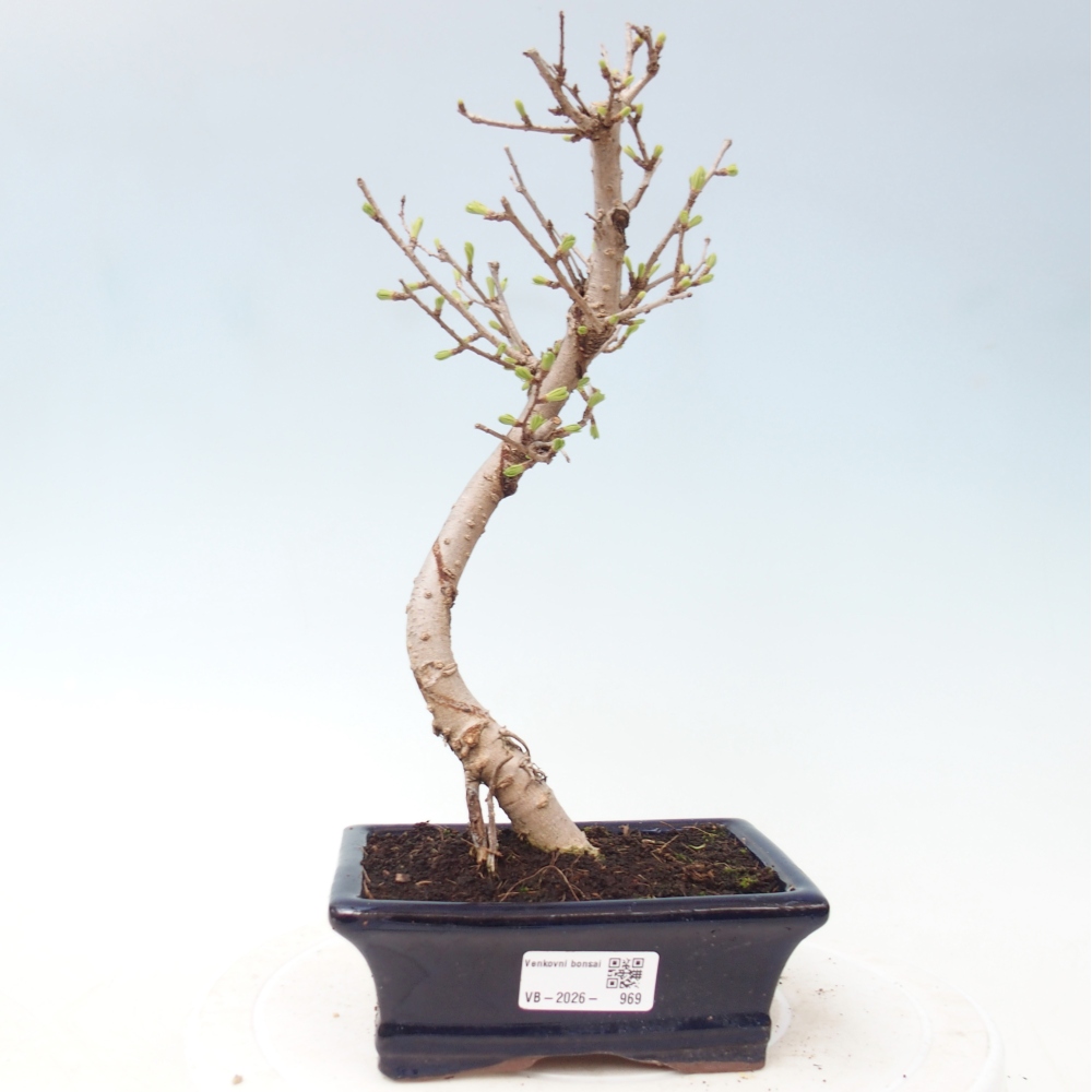 Bonsai zewnętrzne - Pseudolarix amabis-Pseudolarix amabis