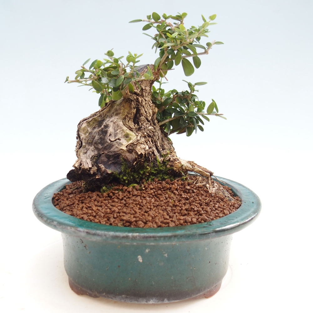Kryte bonsai - Olea europaea sylvestris - Europejska oliwa z małych liści