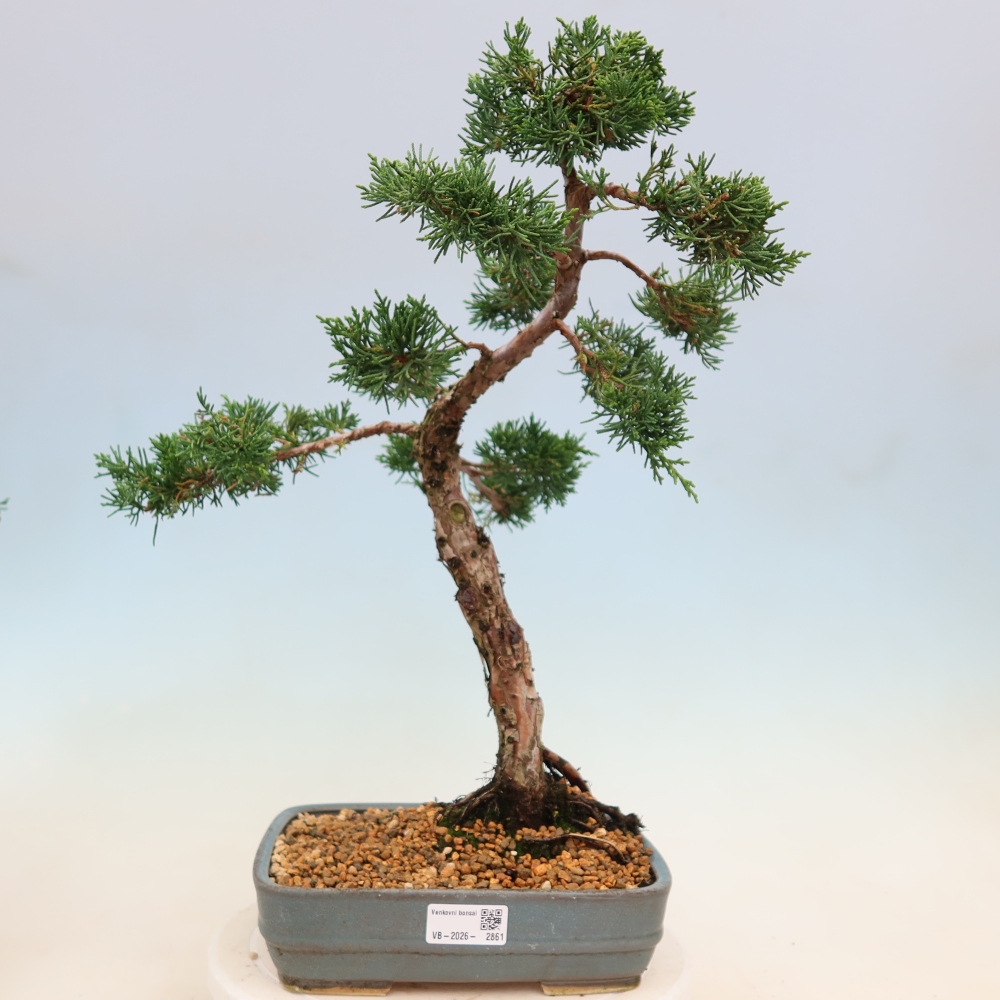 Outdoor bonsai - Juniperus chinensis Kishu