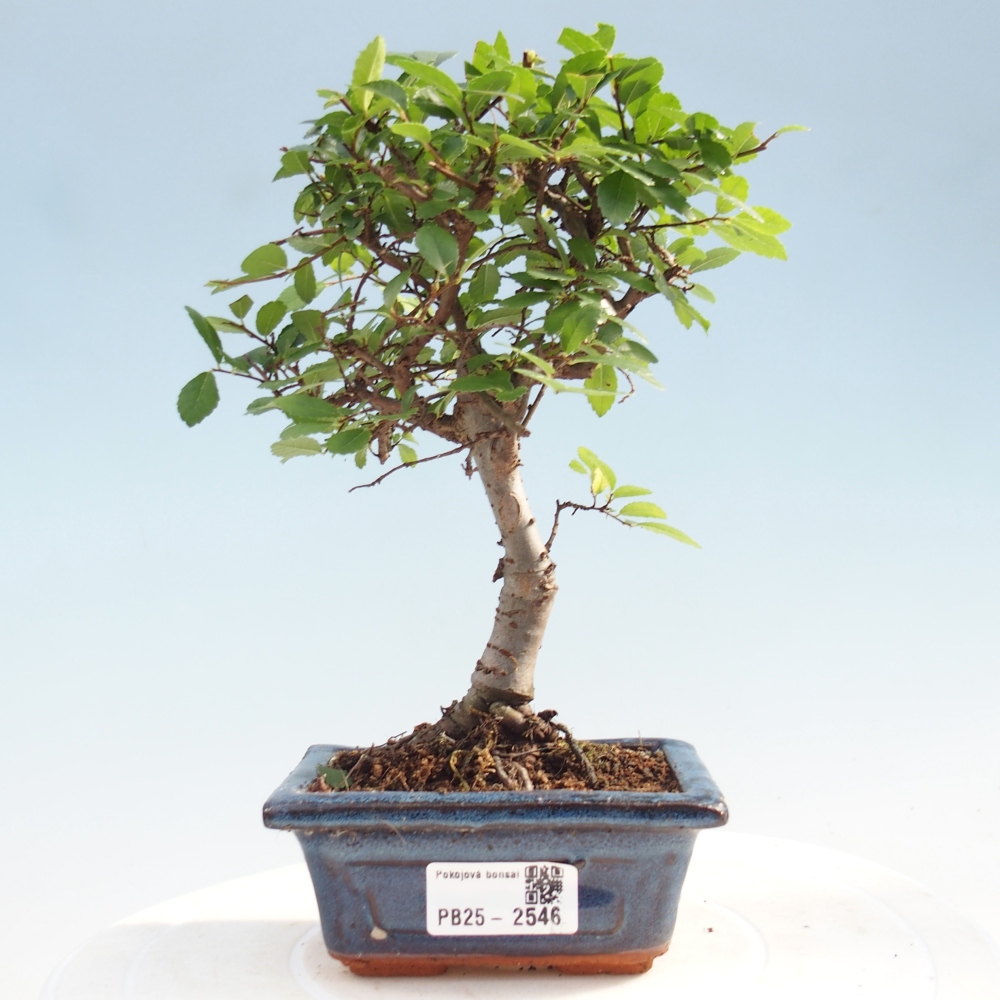 Kryty bonsai - Ulmus parvifolia - Wiąz mały liść