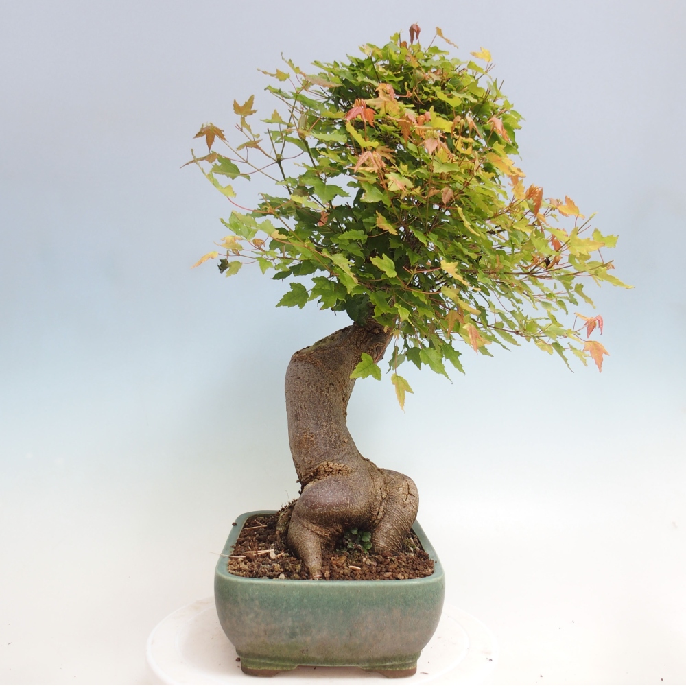 Outdoor bonsai - Maple Buergerianum - Burger Maple