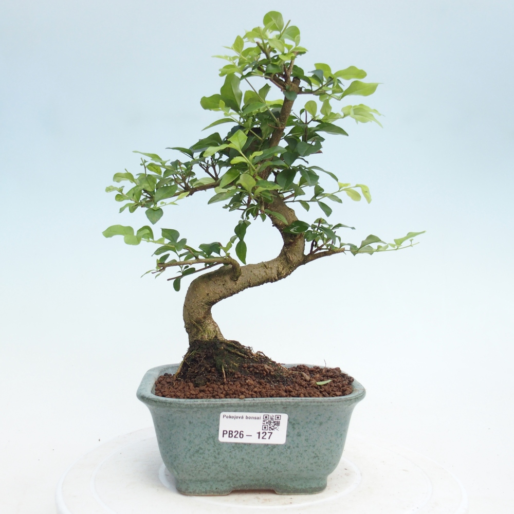 Pokój bonsai - Ligustrum chinensis - Dziób ptaka