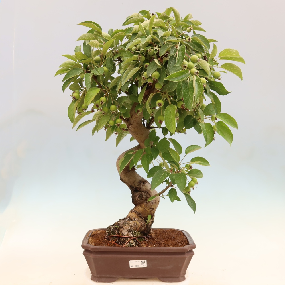 Outdoor bonsai - Malus halliana - Jabłoń drobnoowocowa