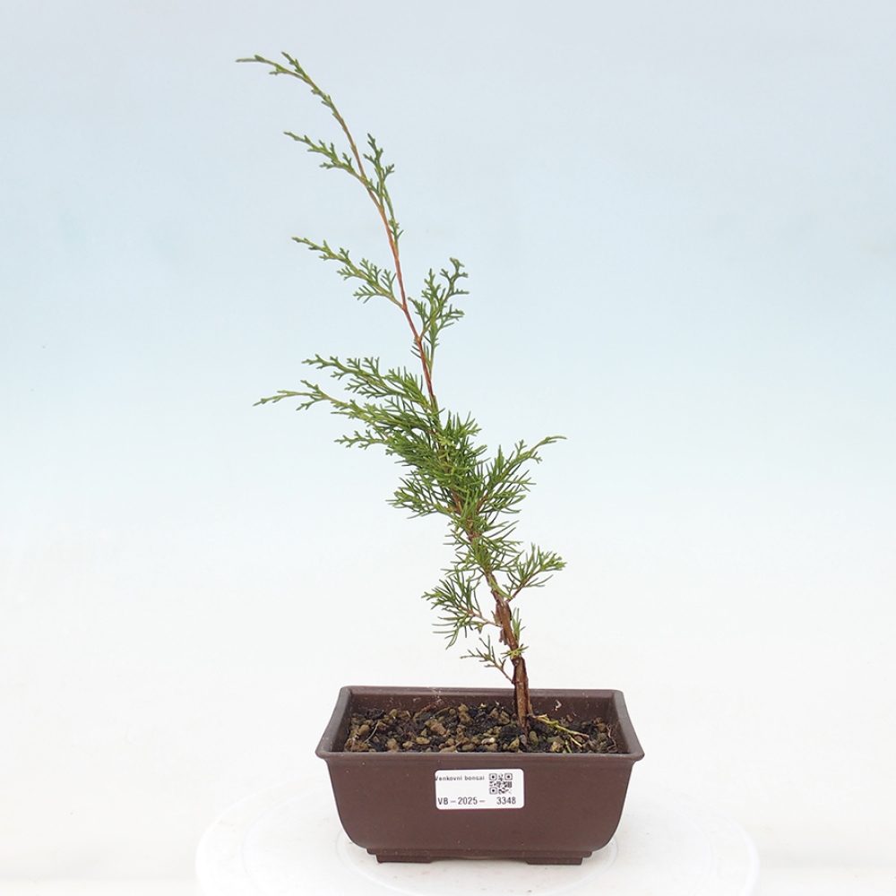 Outdoor bonsai - Juniperus chinensis Itoigawa - Jałowiec chiński