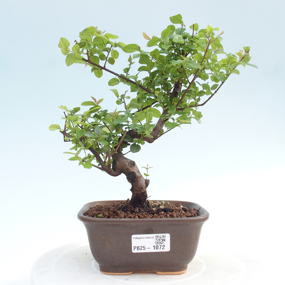 Kryty bonsai - Sagerécie thea - Sagerécie thea