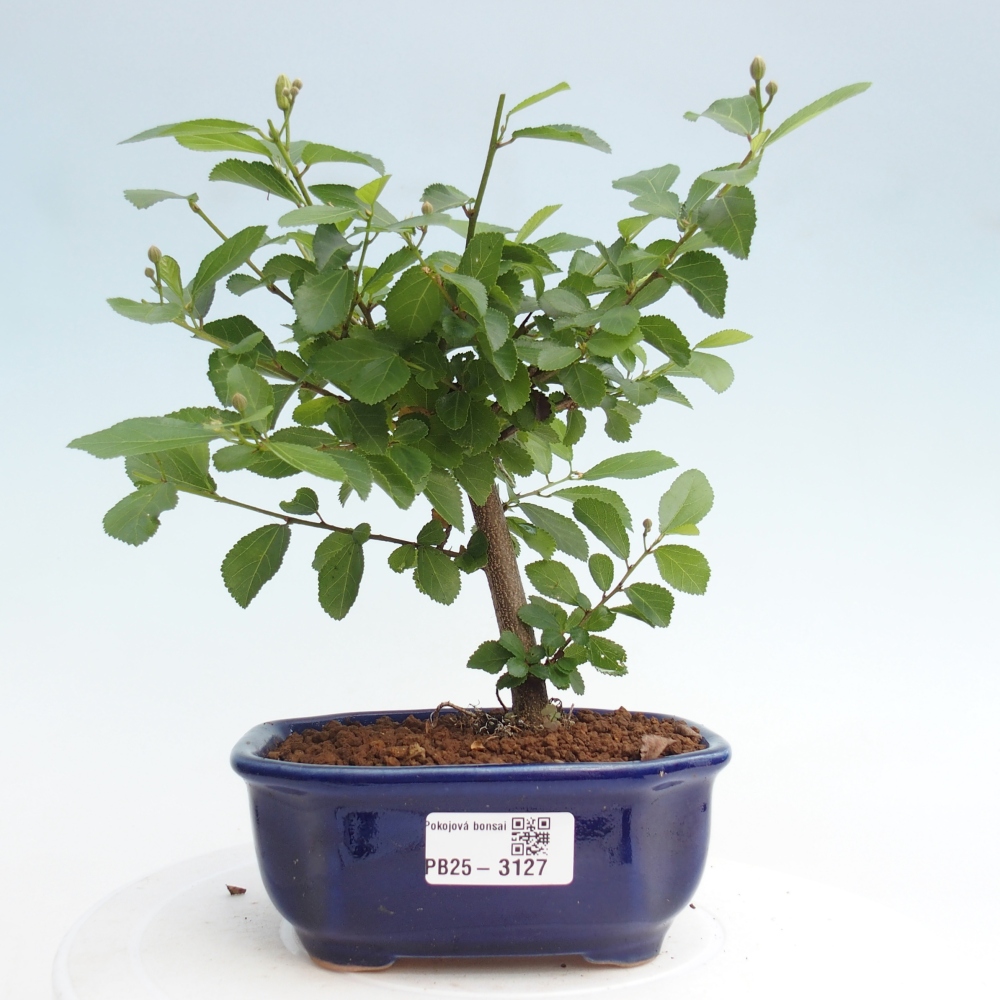 Kryty bonsai - Grewia occidentalis - Lawendowa gwiazda