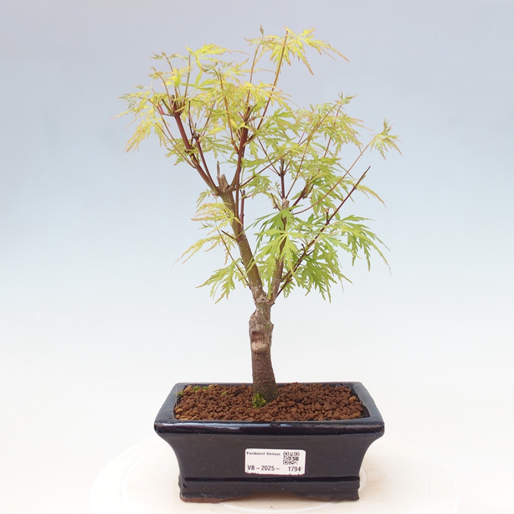 Outdoor bonsai - Acer palmatum Dissectum - Klon japoński 