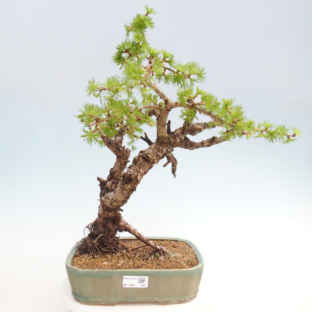 Outdoor bonsai -Larix decidua - Modrzew - Tylko transport paletowy