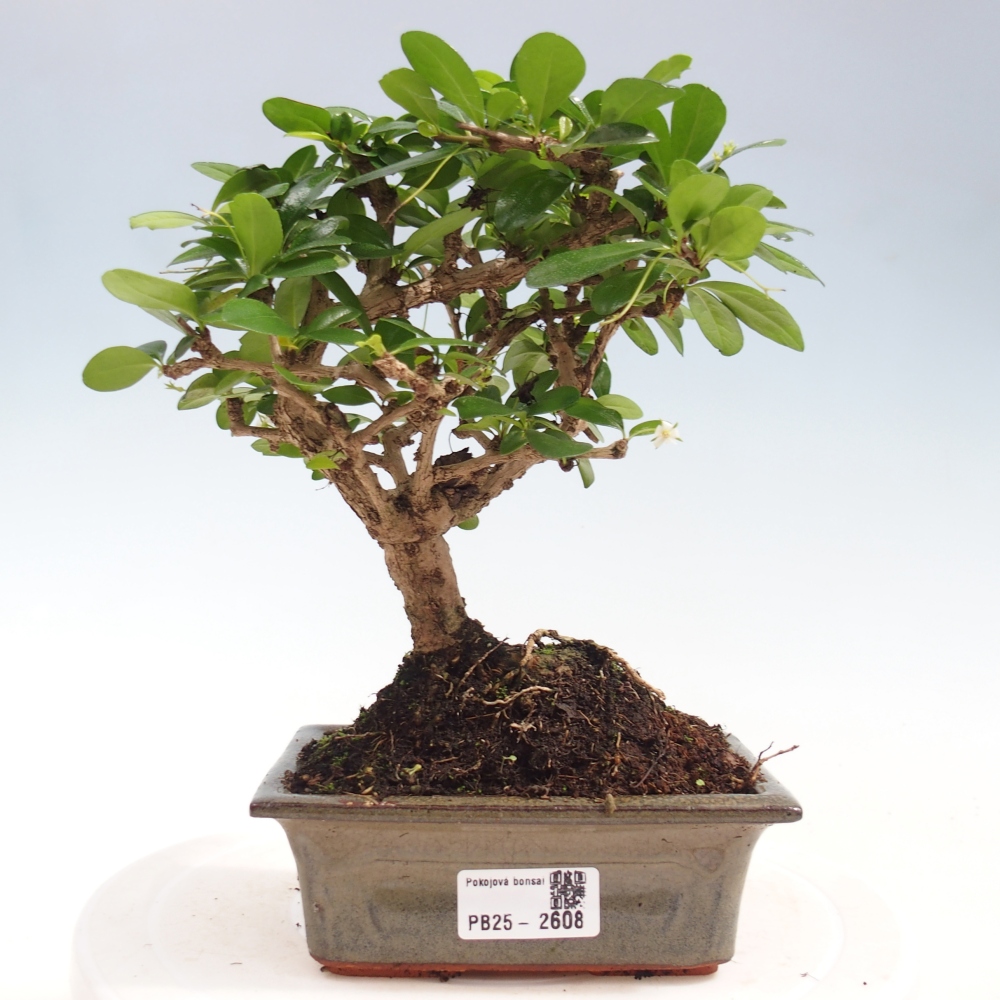 Bonsai wewnętrzne - Carmona makrophylla - Herbata Fuki
