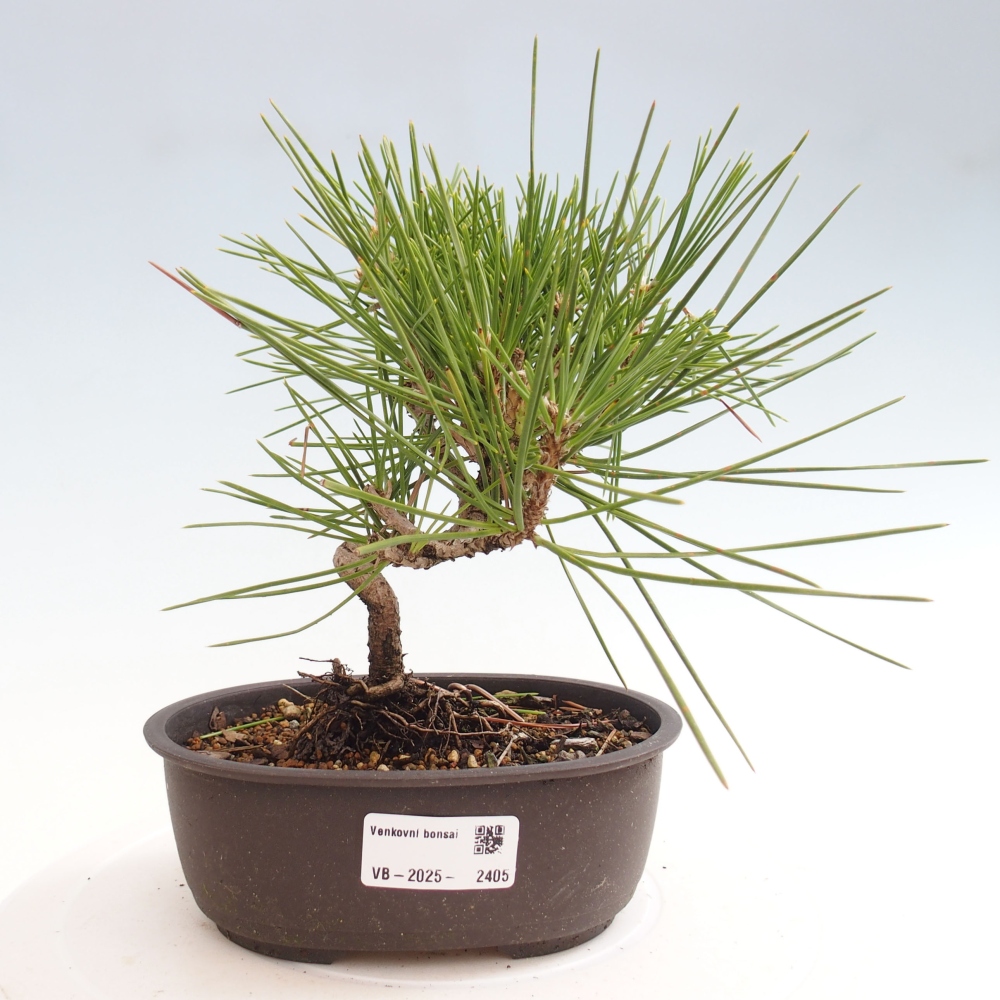 Bonsai ogrodowe - Pinus thunbergii - Sosna Thunbergia