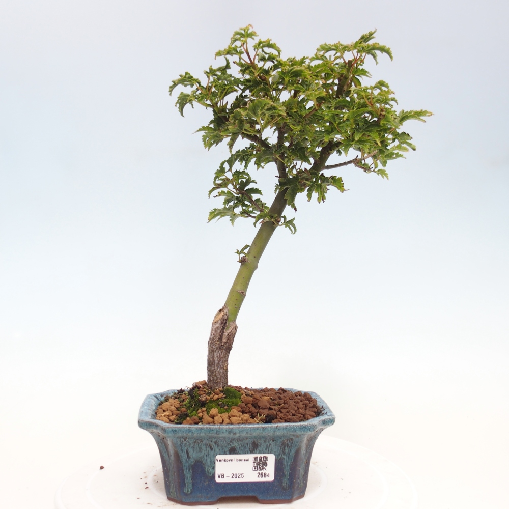 Bonsai zewnętrzne - klon Acer palmatum Shishigashira