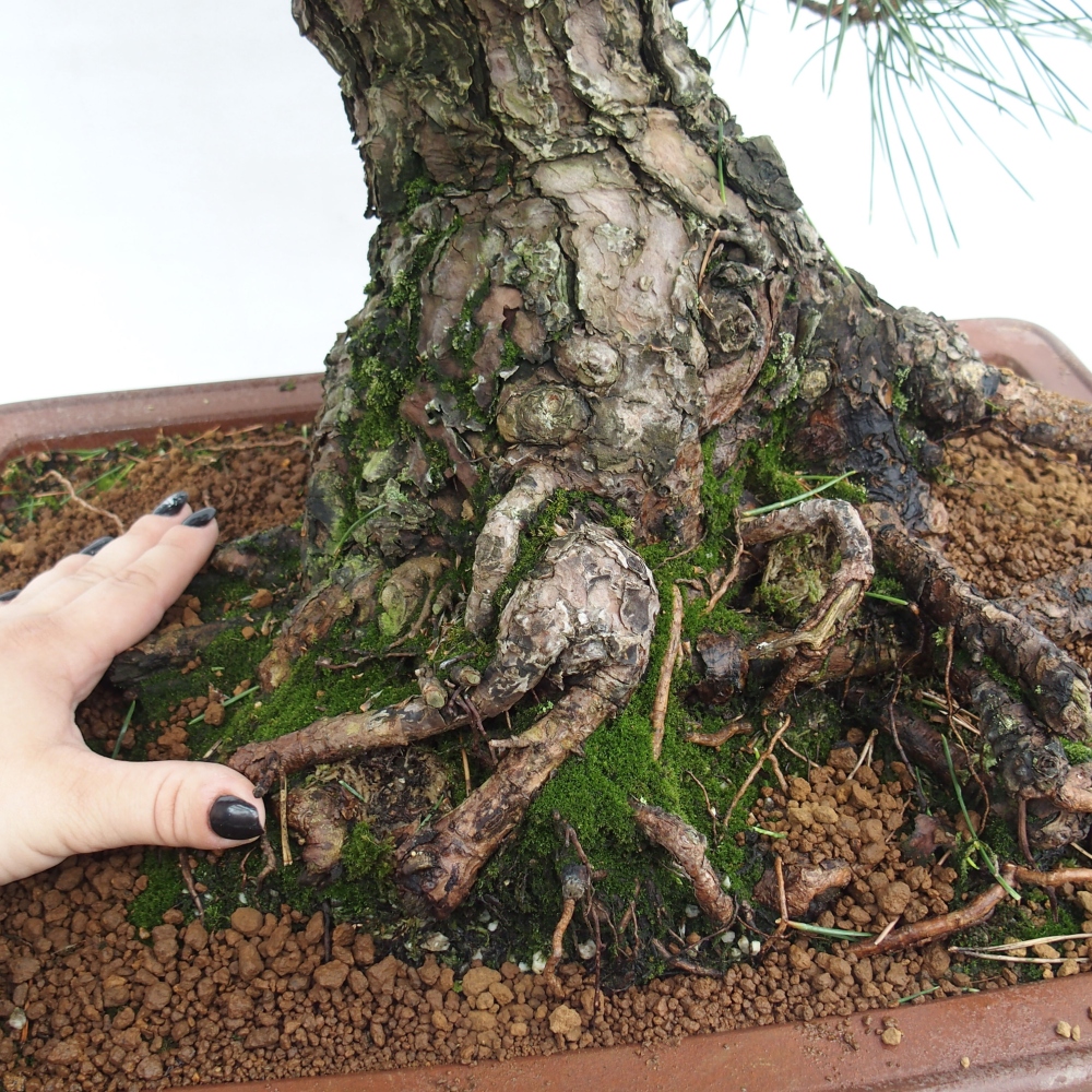 Bonsai ogrodowe - Pinus thunbergii - Sosna Thunberg