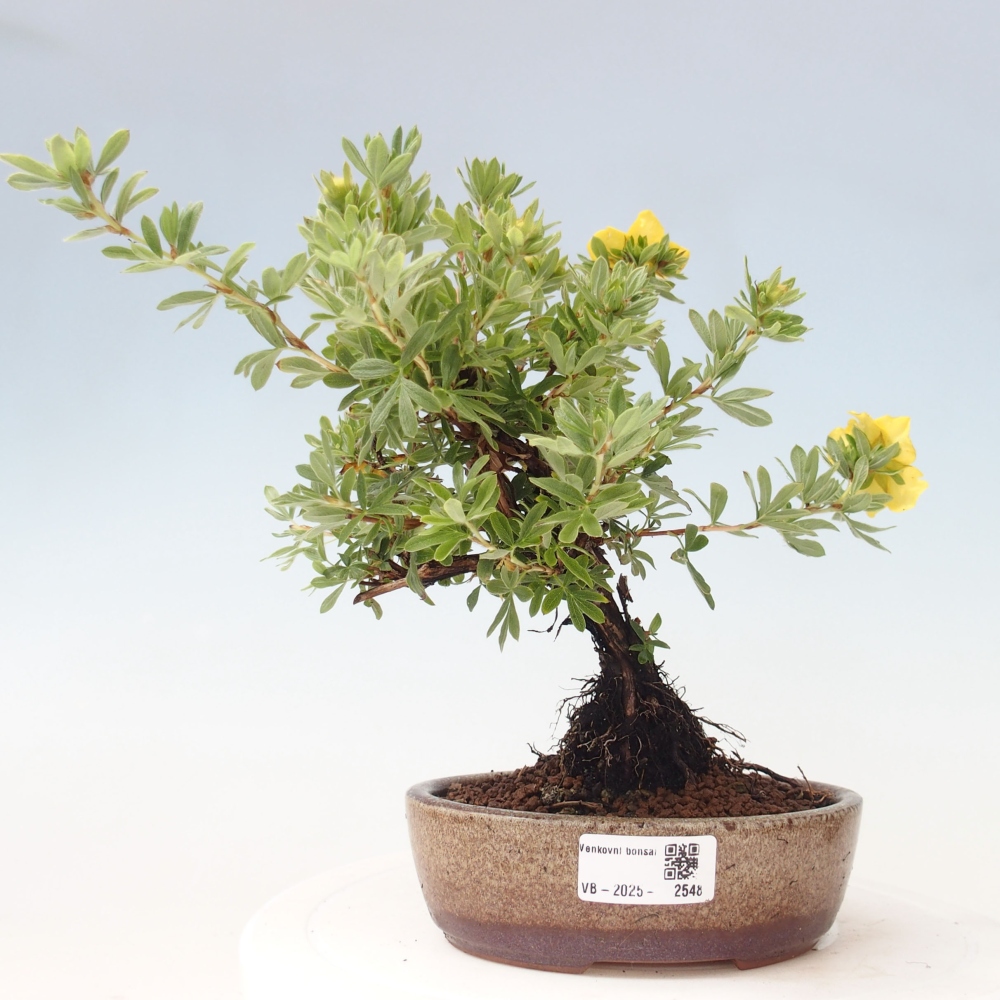 Outdoor bonsai-Pięciolistnik - Potentila fruticosa żółty Ptak